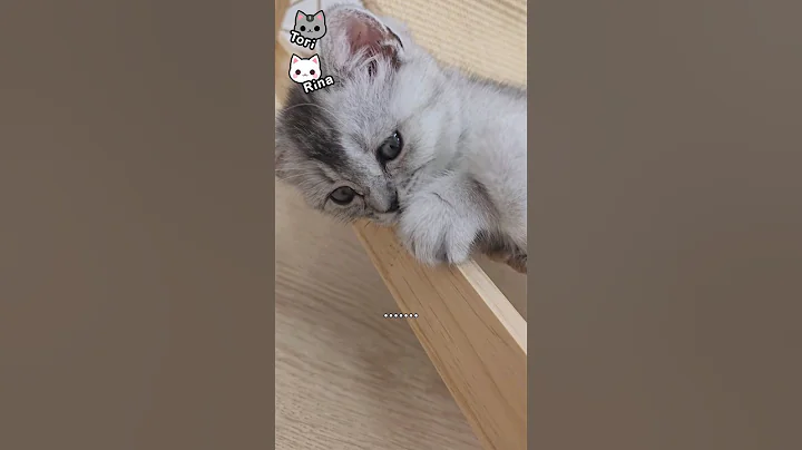 Watch the video about Cute British Shorthair Kitty