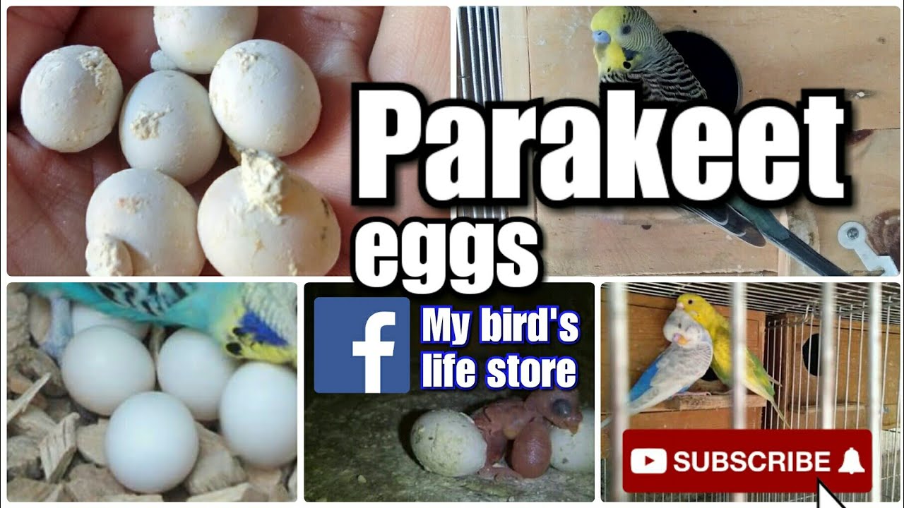 Parakeet eggs YouTube