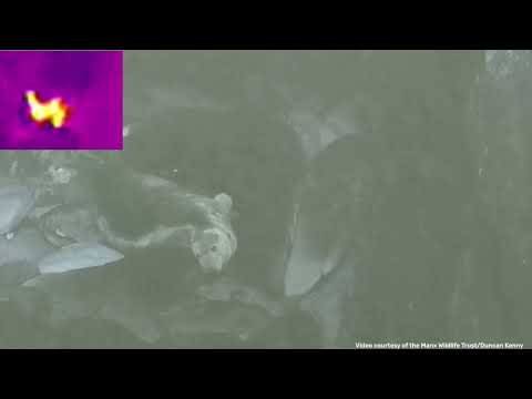 Drone footage of a seal giving birth
