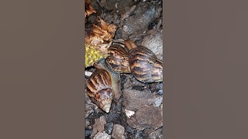 Bắt ốc sên #snail #shorts