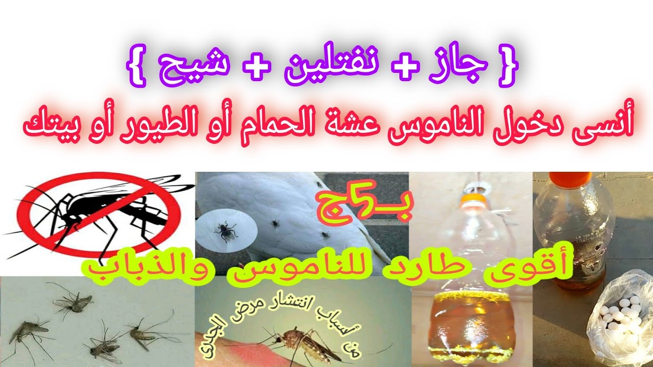 اقضى على الناموس إلى متواجد في عشة الحمام السايب أو الطيور | مشاكل الصيف 2