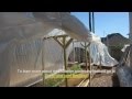 Mittleider Gardening: In-Garden Greenhouse, How To Build