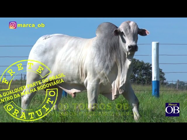 99 Leilão OB - 12 de Outubro