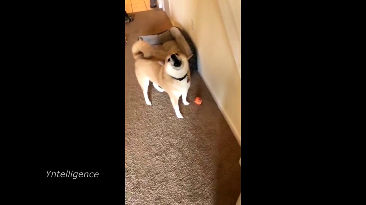 Do You Like Your New Toy Know Your Meme