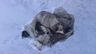 She Tried To Shelter 10 Newborn Puppies From A Snowstorm - They Were Screaming Miserably by The DoCa 1,572 views 1 month ago 8 minutes, 4 seconds