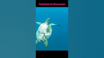 Turtle in the Maldives / Черепаха на Мальдивах