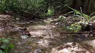 Nestlé faces backlash over water sourcing from drought-prone California