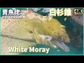 生劏 白衫錐 血腥慎入 ｜油錐｜花錐｜海鰻｜虎鰻｜西環魚王【OH! Seafood 4K】