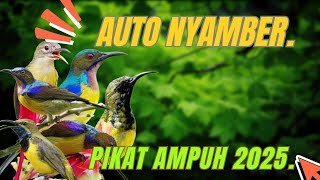 Suara Pikat Kolibri Klapa Ribut Kombinasi Burcil Paling Ampuh.