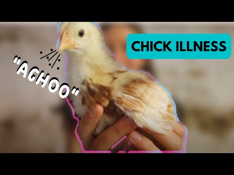 Chick Illness- Coccidiosis & SNEEZING (Week 3 Raising Chicks)