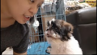 Our 3 Months Old Molly Shih Tzu