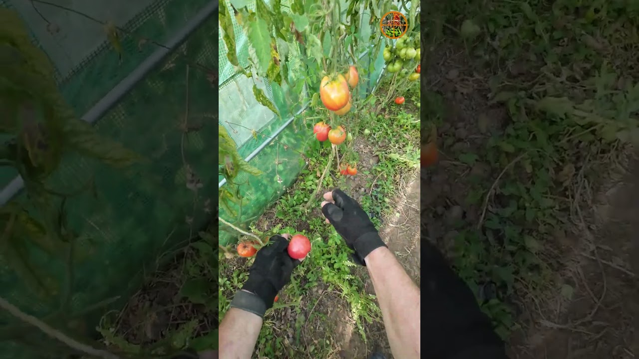 🍅 Tomatenvorstellung: Ochsenherz – große Fleischtomate im Anschnitt