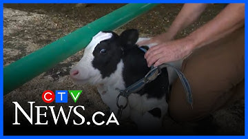 U.S. demands Canada allow more American dairy