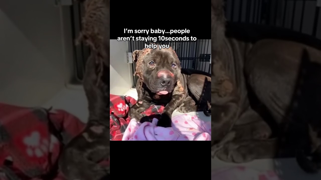 🚨Update on this pup