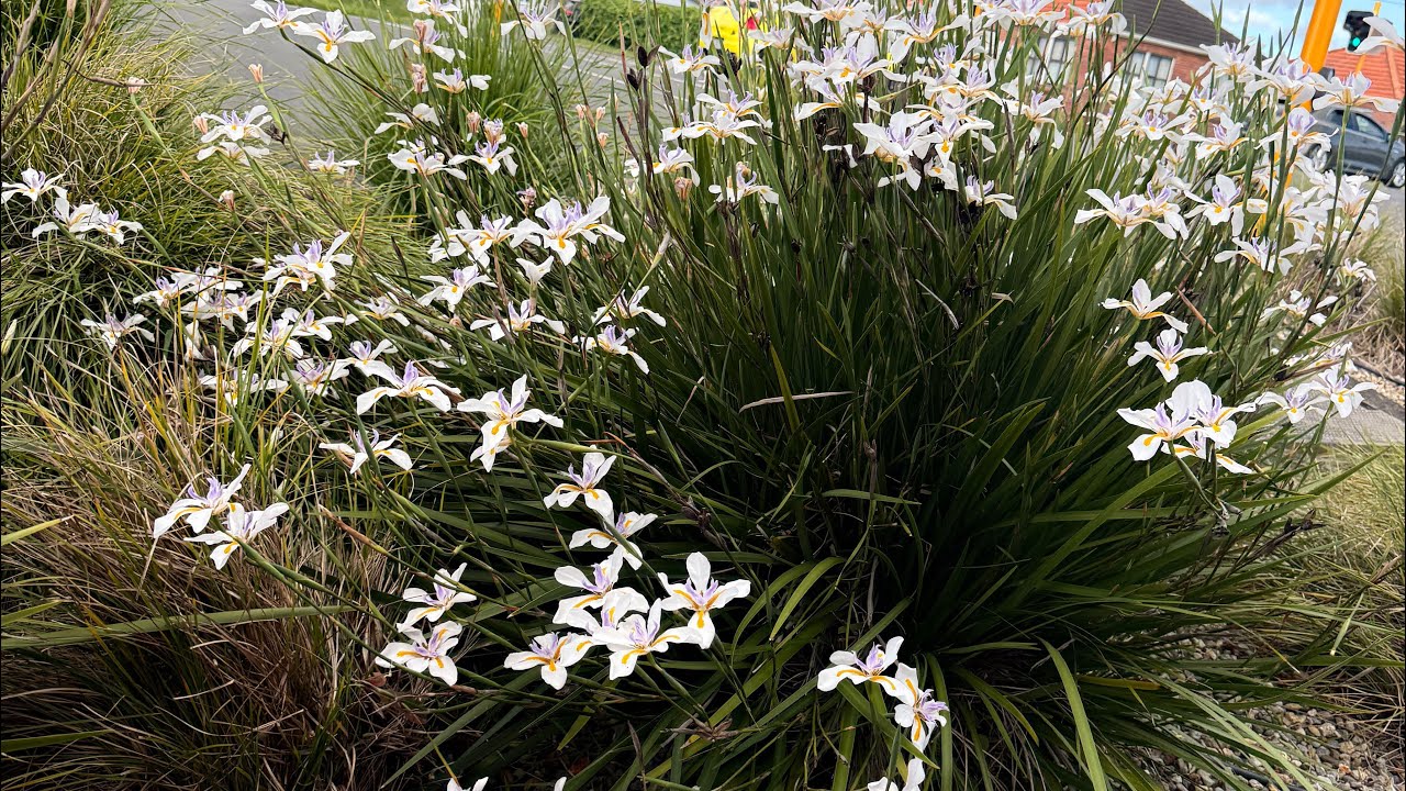 A relaxing afternoon at Cornwall Park ISir John Logan Campbell gifted Cornwall Park to new zealand