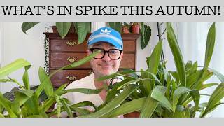 Whats in spike this autumn??? (A lot!!)
This week Plant Lovers, I suddenly realised a TON of my plants are in spike! Some old favourites, some that have had an off season, and some brand new bloomers! So in this video well look at whats in bloom and we can expect flower wise over the next few weeks!
The plants we look at are:
Brassia keiliana
Cattleya loddigesii Martinique
No ID white Phalaenopsis
Dendrobium victoriae-reginae
Cyrtochilum retusum
Cochleanthes Amazing
Dendrobium Gippsland
Psychopsis Mendenhall Hildos
Miltassia Lavender Kiss Lavender Taffy Whats in spike this autumn??? (A lot!!)