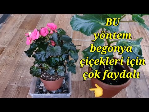 Video: Yumurtalı Begonya Nedir: Yumrulu Begonya Büyüyen İpuçları