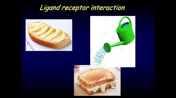 2. Ligand Receptor interaction