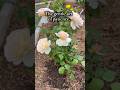 You Don’t Rush Roses-Bare Root to Full Bloom#rosegarden#rosecaring#patience#gardenmakeover