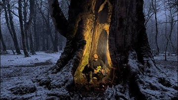 Survival Inside a Tree: A Unique Shelter Experience