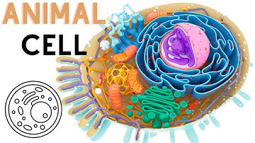 Animal Cell Structure and Function |Easy way | 3d animation