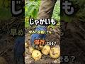 じゃがいも、早めに収穫しても保存できる？