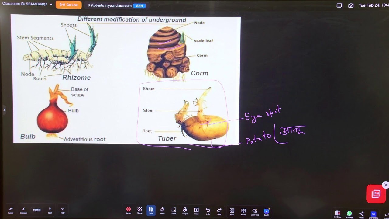 BSEB Class 12 | BIOLOGY | Types of Asexual Reproduction | 12th TOPPERS LEAGUE 2027 | Grip Arena