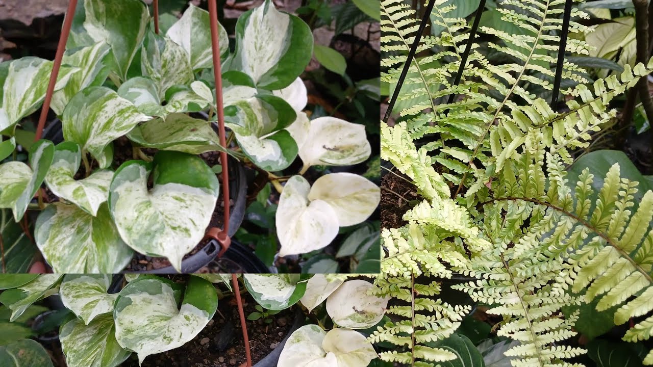 PLANTAS Pendentes e Muitas FLORES No QUINTAL