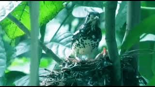 Lihat Dari Dekat Cara Induk Burung Anis Kembang dan Pleci Memberi Makan Anaknya di Alam Liar