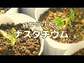 種から育てるナスタチウム