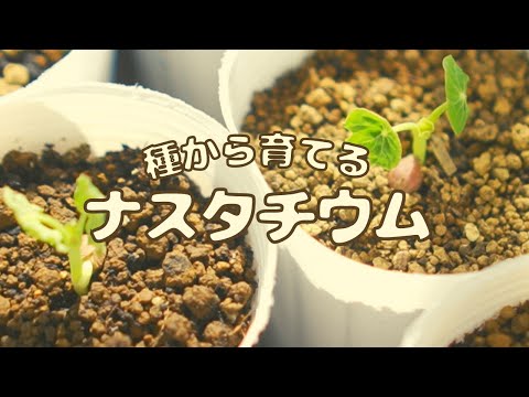 種から育てるナスタチウム Youtube