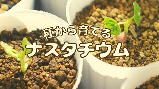 種から育てるナスタチウム