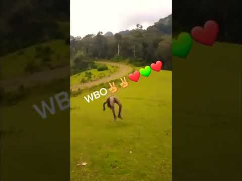 Dinqisaa Dabalaa Daadoo New Oromo Music Oromo TikTok Video