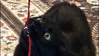 Tales from the Craft Room!! Crochet and chat. ☠️