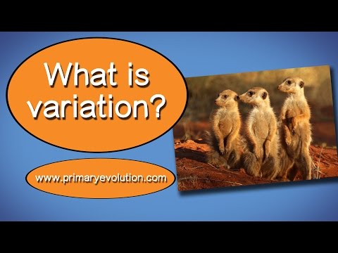 Video: Hvad er variation i levende organismer?