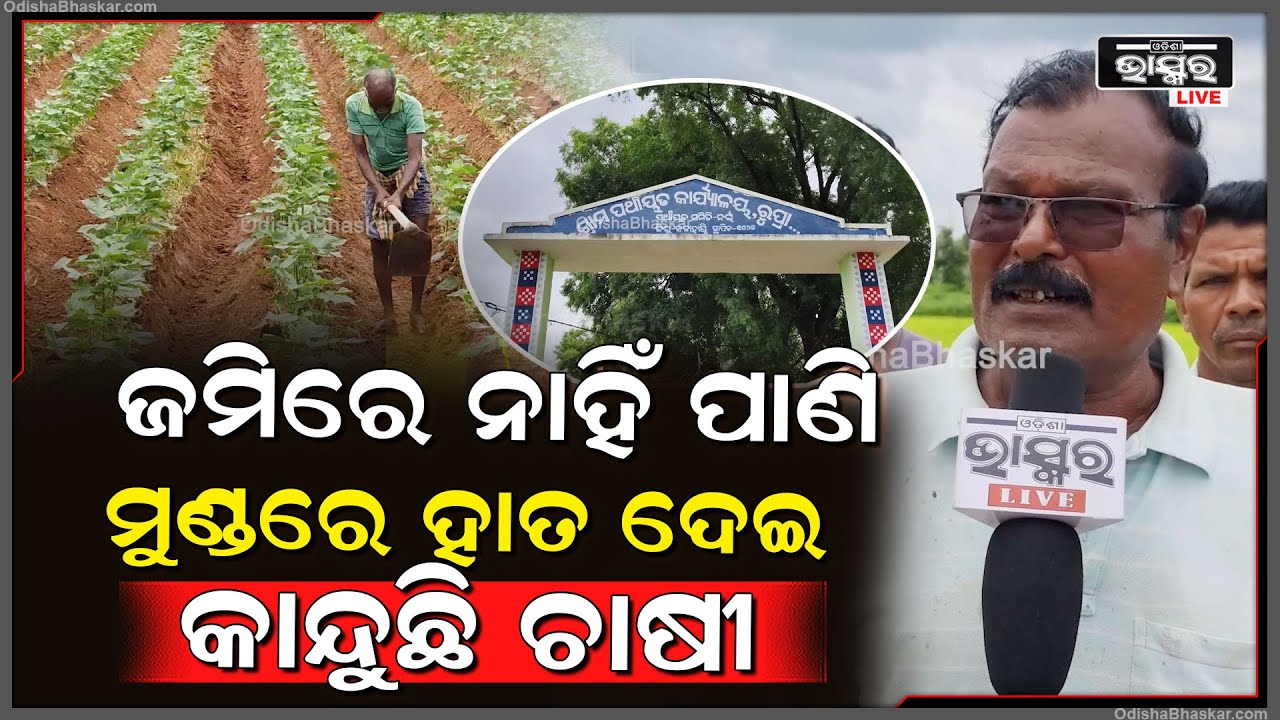 ଜମିରେ ନାହିଁ ପାଣି, ଆଗେଇ ପାରୁନାହିଁ ଚାଷ କାର୍ଯ୍ୟ ମୁଣ୍ଡରେ ହାତ ଦେଇ କାନ୍ଦୁଛି ଚାଷୀ