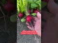 Harvesting Radishes - First Decent Harvest of the Year!