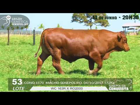 LOTE 53   CONQ 1170