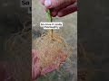 Overwinter Your Peppers For A HUGE Harvest Overwinterpeppers Overwinteringpeppers Overwinter Your Peppers For A HUGE Harvest Overwinterpeppers Overwinteringpeppers
