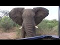 ELEPHANT CAR CHARGE! - too close to comfort
