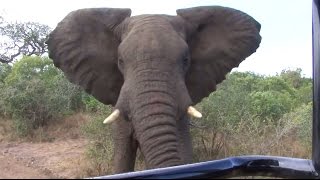 ELEPHANT CAR CHARGE! - too close to comfort