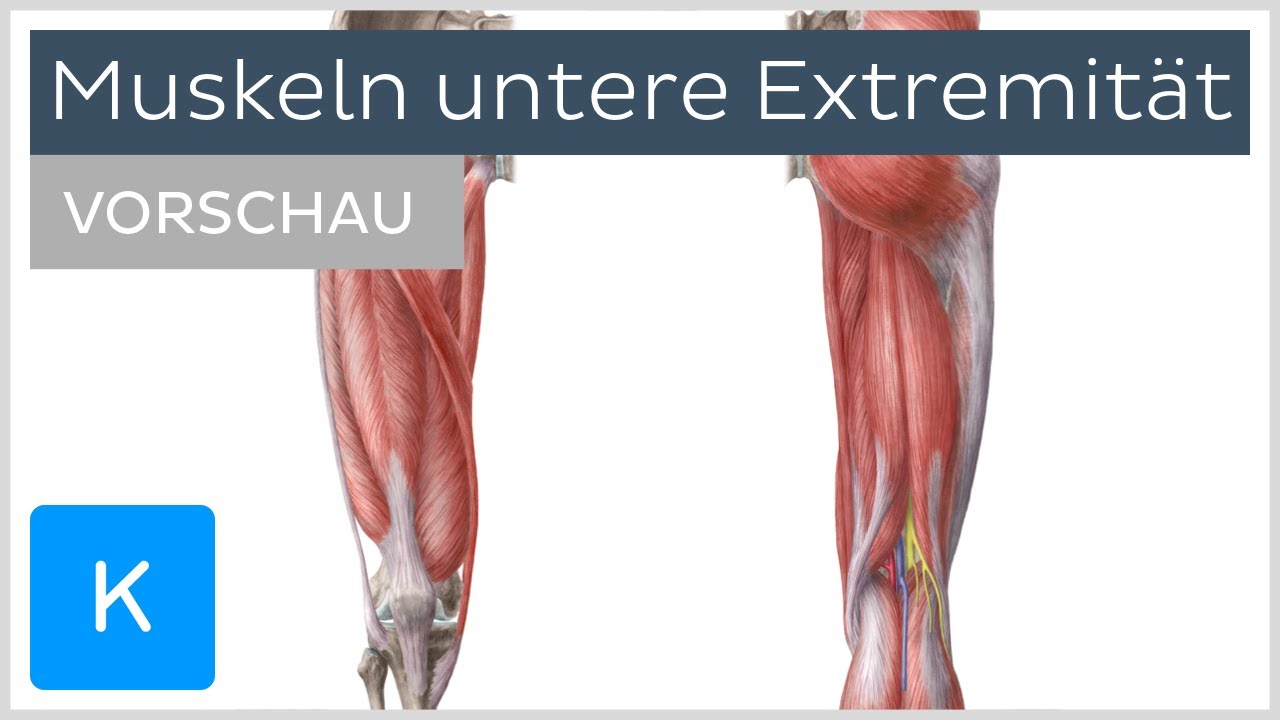 Muskeln Der Unteren Extremitat Vorschau Anatomie Des Menschen Kenhub Youtube