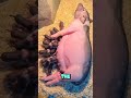 animals #animals #pig #pigs