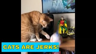 Cats knocking things off shelves  Cats Being Jerks