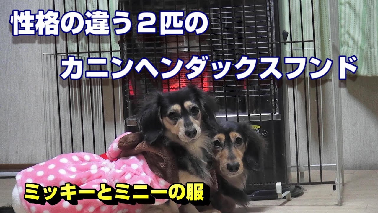 ストーブに喜ぶカニンヘンダックスフンド 多頭飼い Youtube