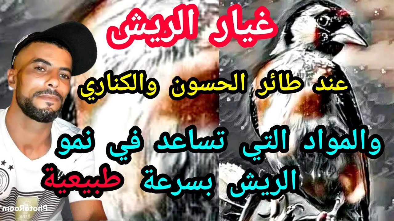 نصائح مهمة في مرحلة غيار الريش عند طائر الحسون وبداية التجهيز للموسم القادم