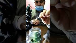 الثالث الثانوي التكاثر الجنسي في طحلب سبيروجيرا(Spirogyra) -