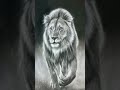 lion sketch