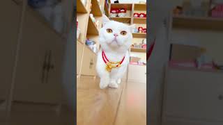 Unseen Cat Walking