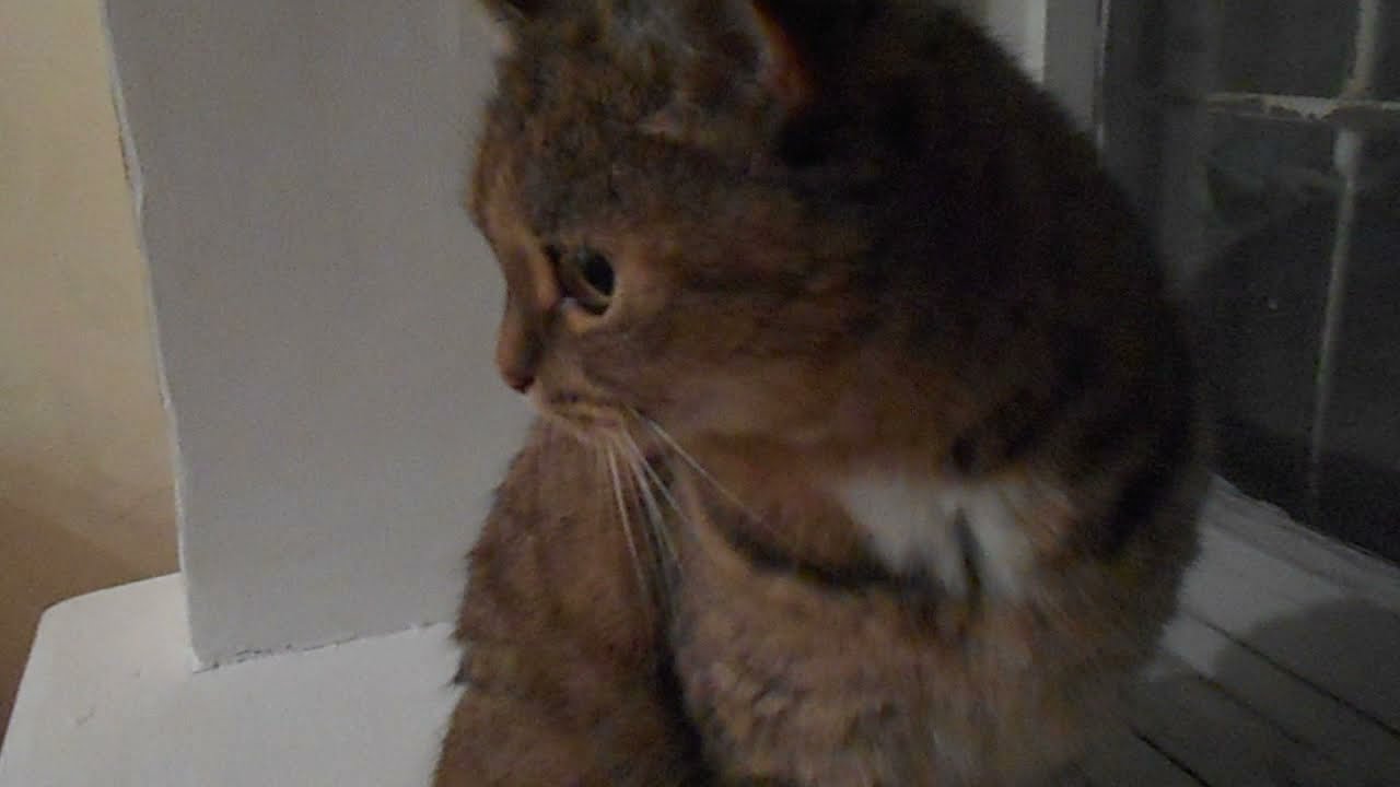 Кто нарушил МОЙ покой? Кошка Ромашка и кошка Подушка. - YouTube